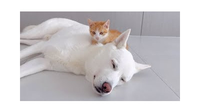 진돗개 껌딱지가 된 새끼 고양이