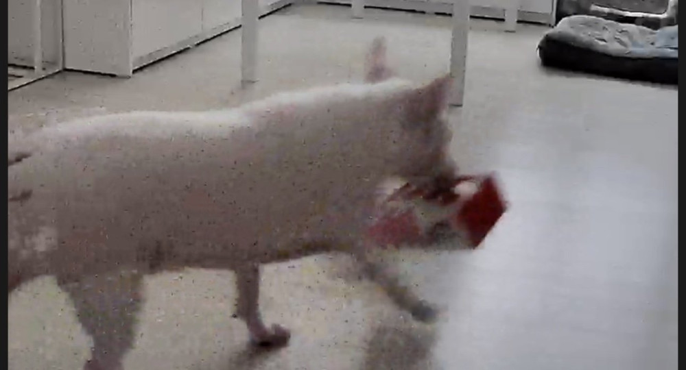 17219830491016.jpeg