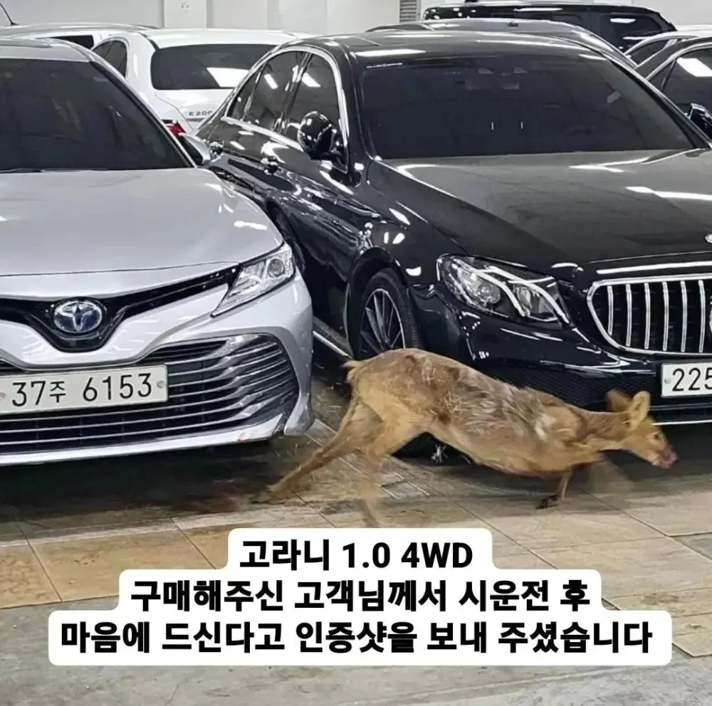 17221416680259.webp