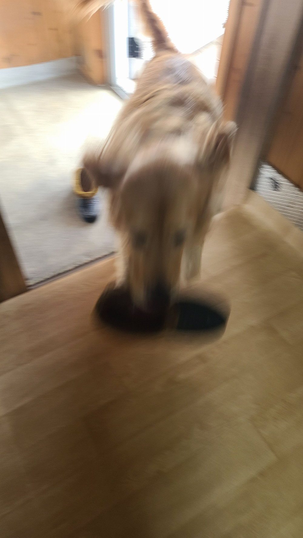 17320999243669.jpeg